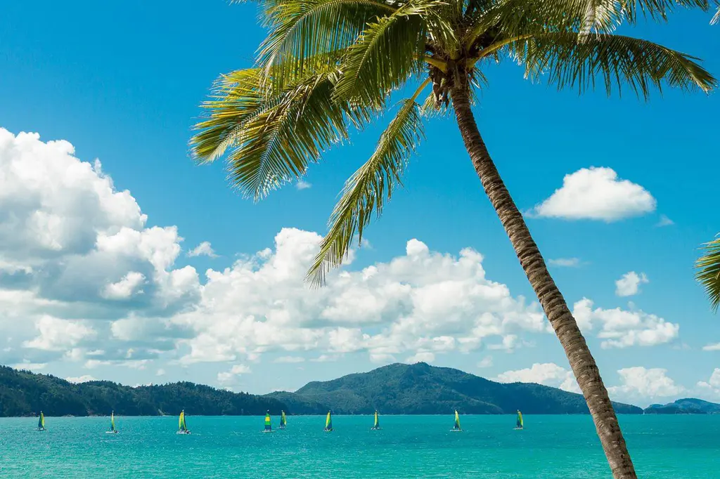 Beach Club Hamilton Island image 9