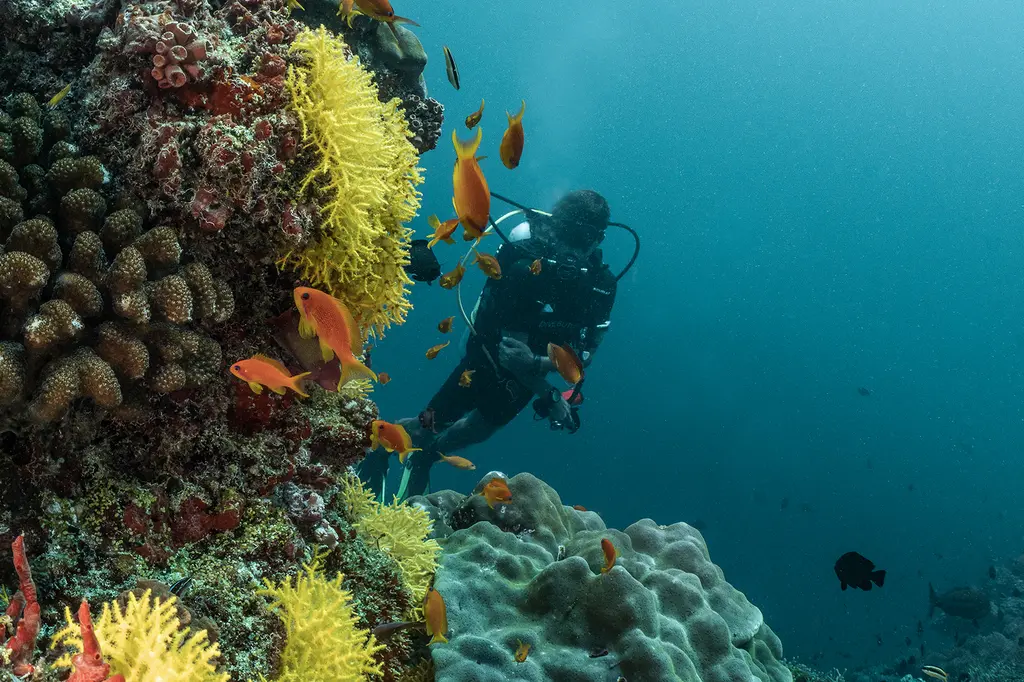 Finolhu, a Seaside Collection Resort image 11