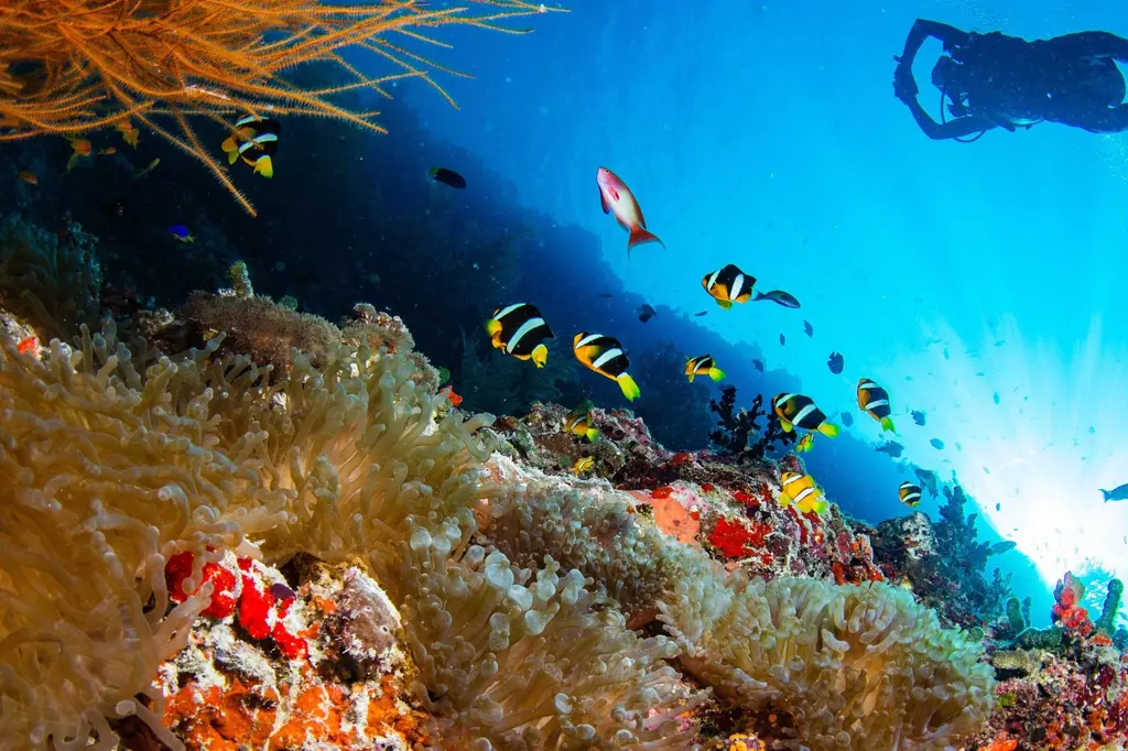 Noku Maldives, Vignette Collection by IHG image 10