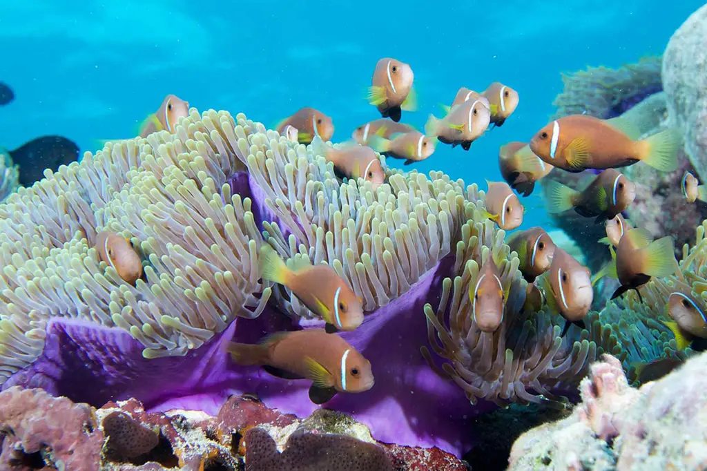 Lily Beach Resort & Spa image 10