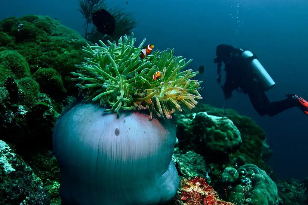 Alila Manggis image 12