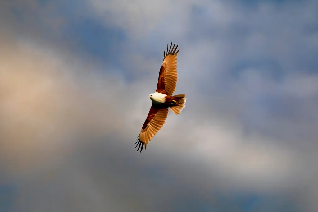 mist at Cape Tribulation image 12