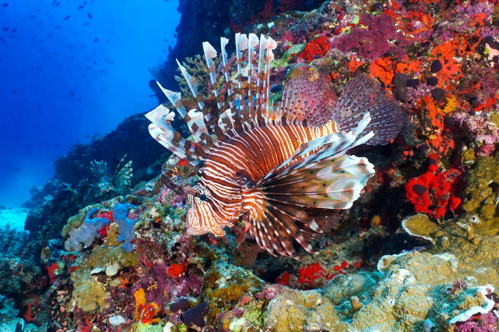 Eri Maldives image 20